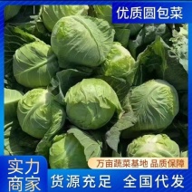 陕北甘蓝中甘，露天甘蓝个头均匀2到3斤量大，颜色绿菜嫩