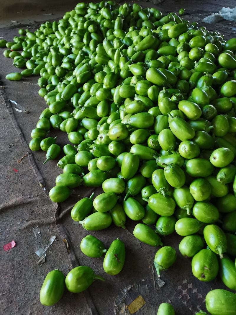 精品大棚青茄大量上市，供应市场商超社区团购电商平台