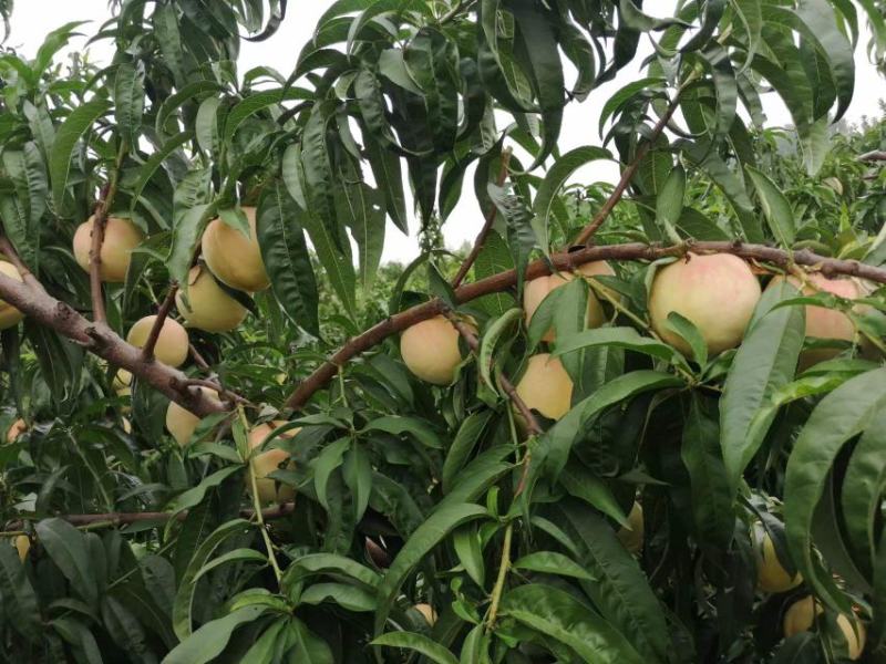 千亩桃园基地永连蜜桃大量上市中有需要联系我哦！