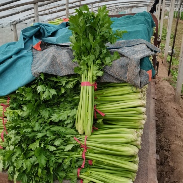 精品大棚芹菜11月大量上市，供应批发市场加工厂欢迎来电