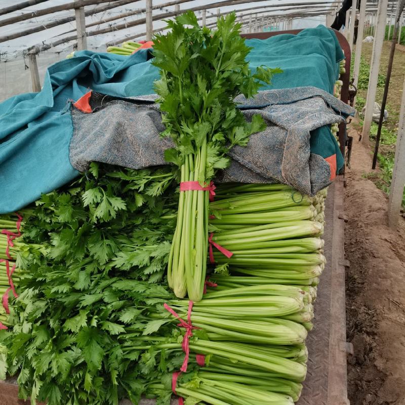 精品大棚芹菜11月大量上市，供应批发市场加工厂欢迎来电