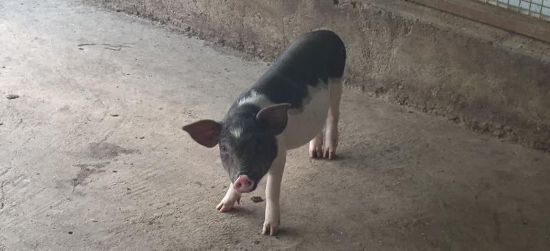 巴马香猪活体幼崽生态养殖活体网红小香猪种苗肉猪纯种香猪