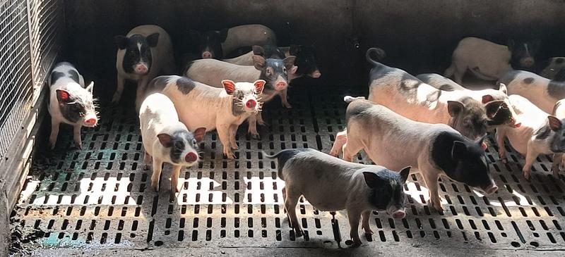 巴马香猪活体幼崽生态养殖活体网红小香猪种苗肉猪纯种香猪