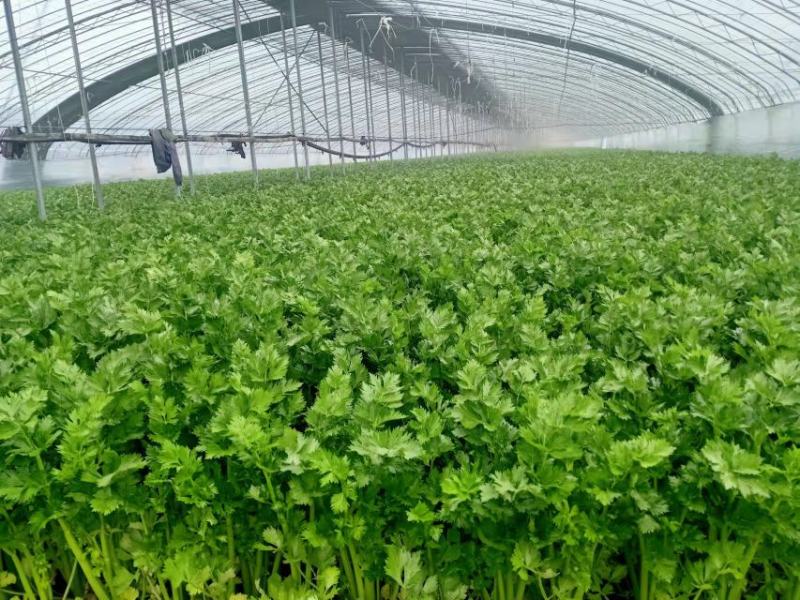 精品大棚芹菜11月大量上市，供应批发市场加工厂欢迎来电