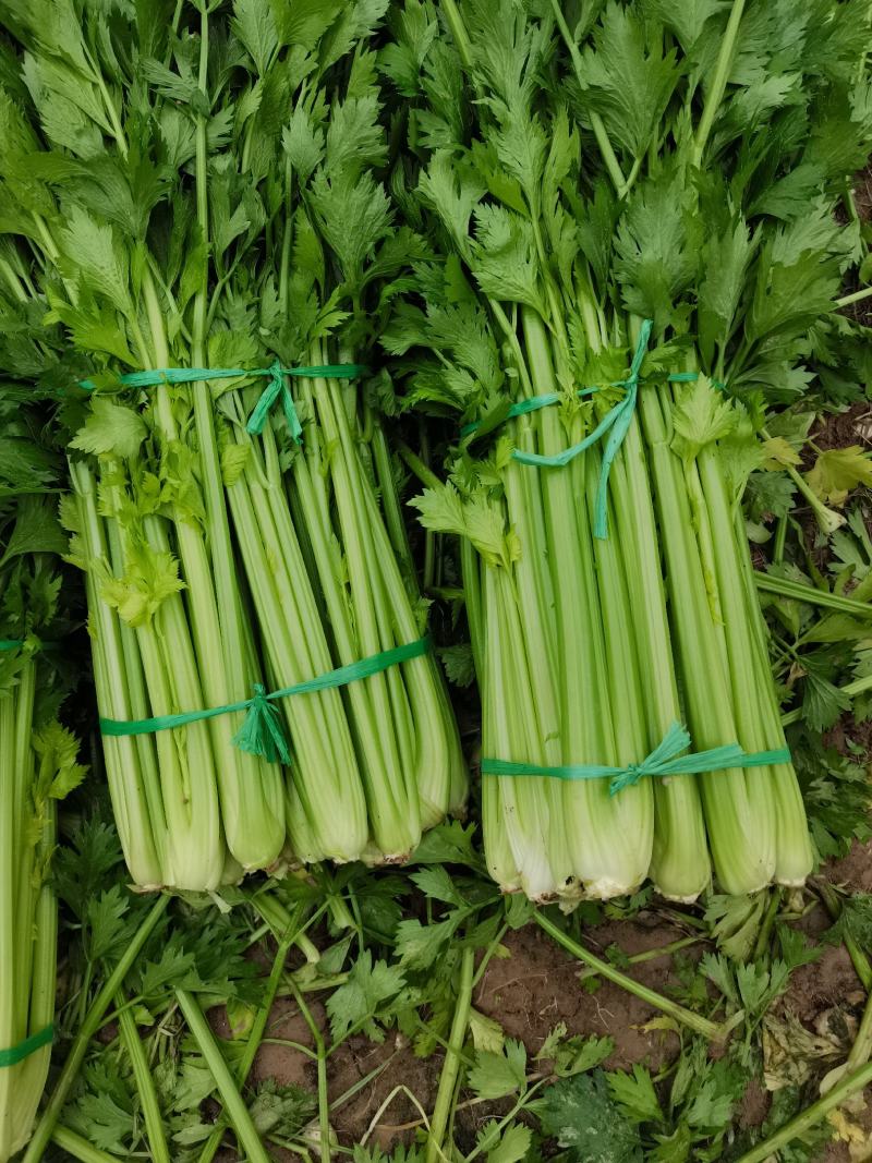 精品大棚芹菜11月大量上市，供应批发市场加工厂欢迎来电
