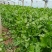 精品大棚芹菜11月大量上市，供应批发市场加工厂欢迎来电