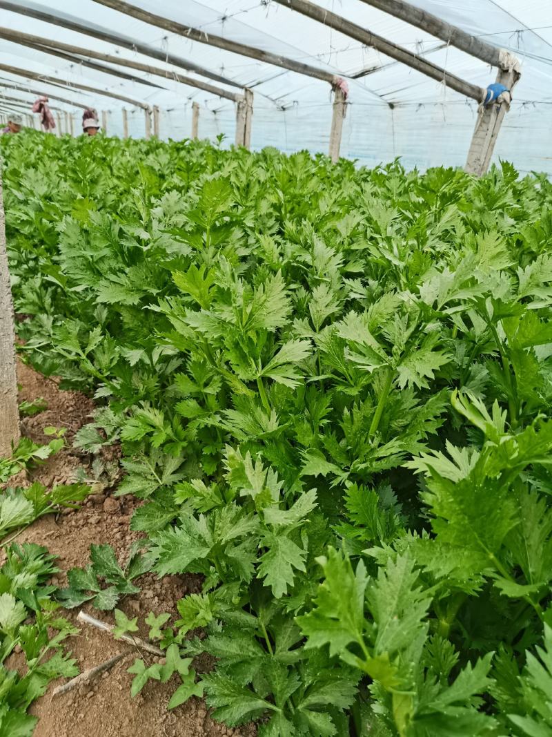 精品大棚芹菜11月大量上市，供应批发市场加工厂欢迎来电