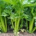 精品大棚芹菜11月大量上市，供应批发市场加工厂欢迎来电