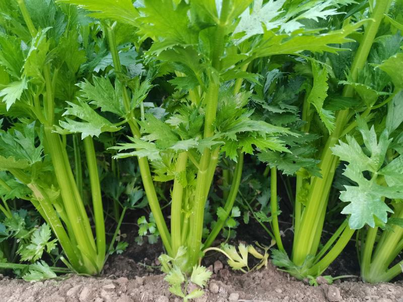 精品大棚芹菜11月大量上市，供应批发市场加工厂欢迎来电