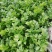 精品大棚芹菜11月大量上市，供应批发市场加工厂欢迎来电