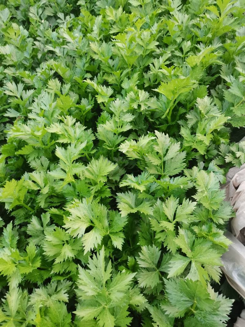 精品大棚芹菜11月大量上市，供应批发市场加工厂欢迎来电