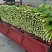 精品大棚芹菜11月大量上市，供应批发市场加工厂欢迎来电