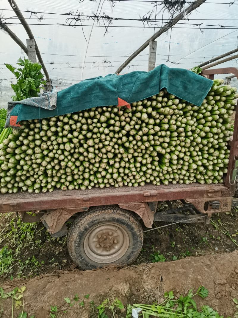精品大棚芹菜11月大量上市，供应批发市场加工厂欢迎来电