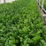 精品大棚芹菜11月大量上市，供应批发市场加工厂欢迎来电