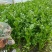 精品大棚芹菜11月大量上市，供应批发市场加工厂欢迎来电