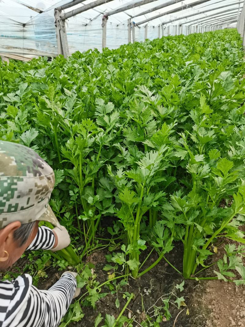 精品大棚芹菜11月大量上市，供应批发市场加工厂欢迎来电