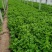 精品大棚芹菜11月大量上市，供应批发市场加工厂欢迎来电