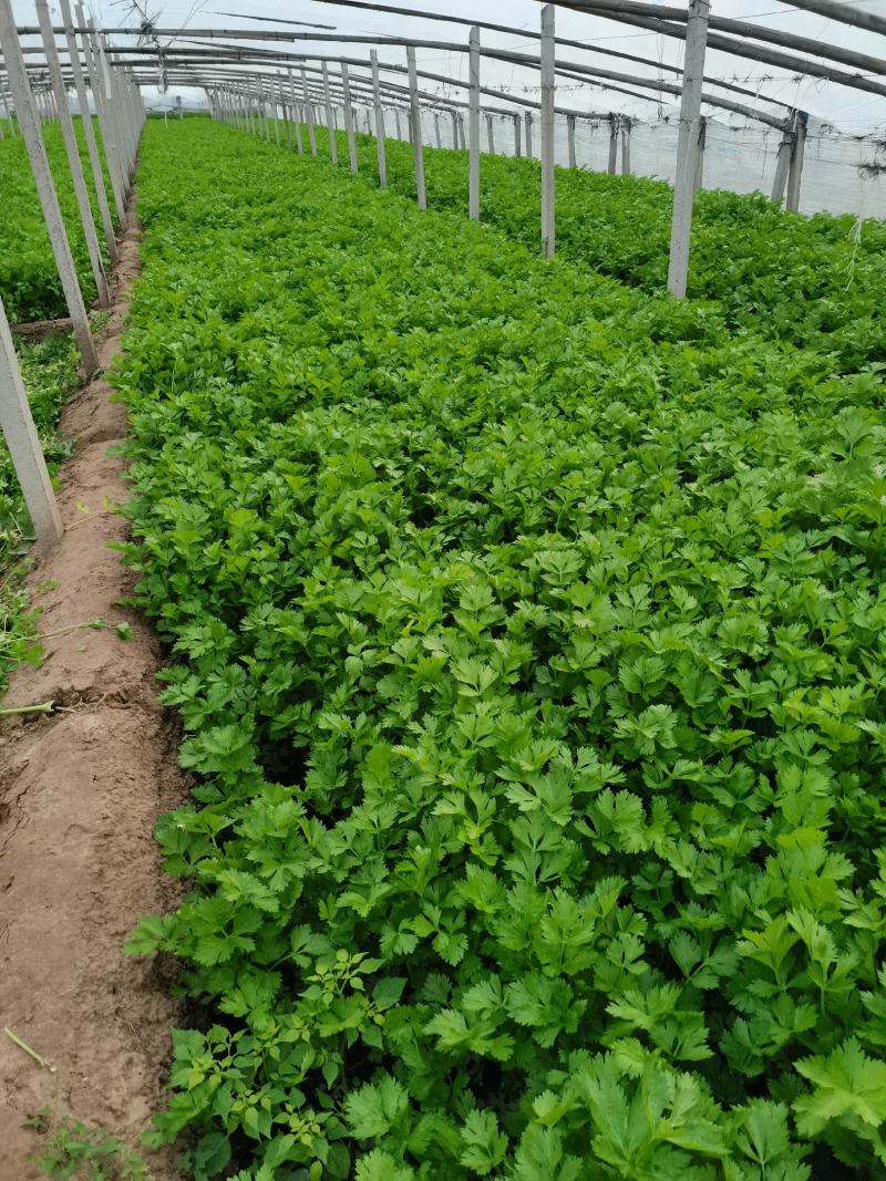 精品大棚芹菜11月大量上市，供应批发市场加工厂欢迎来电
