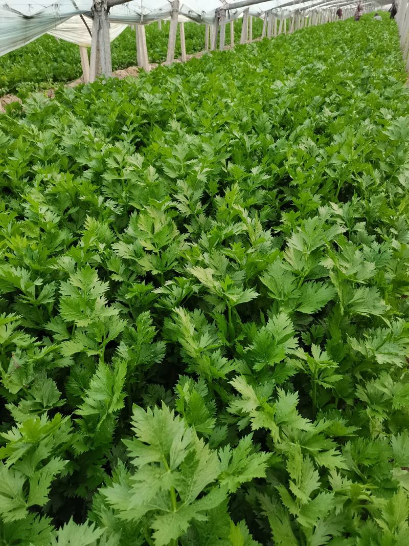 精品大棚芹菜11月大量上市，供应批发市场加工厂欢迎来电