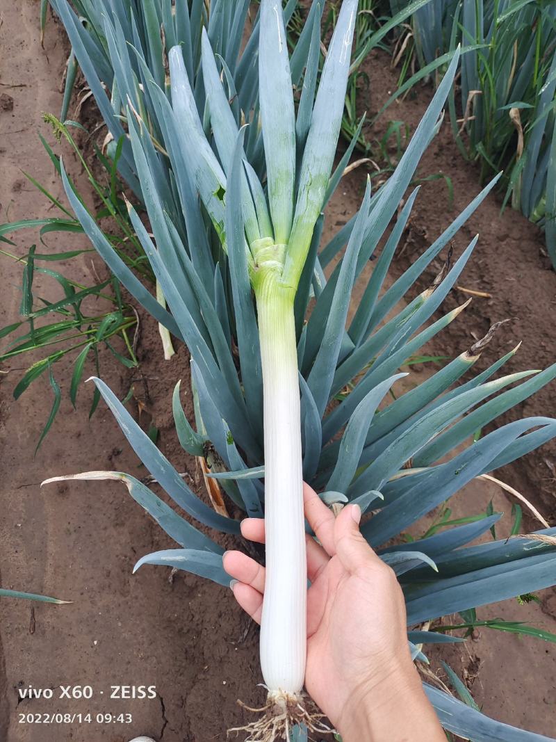 大葱