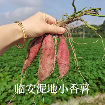 临安天目小香薯小中子手指薯迷你薯5斤装团购批发