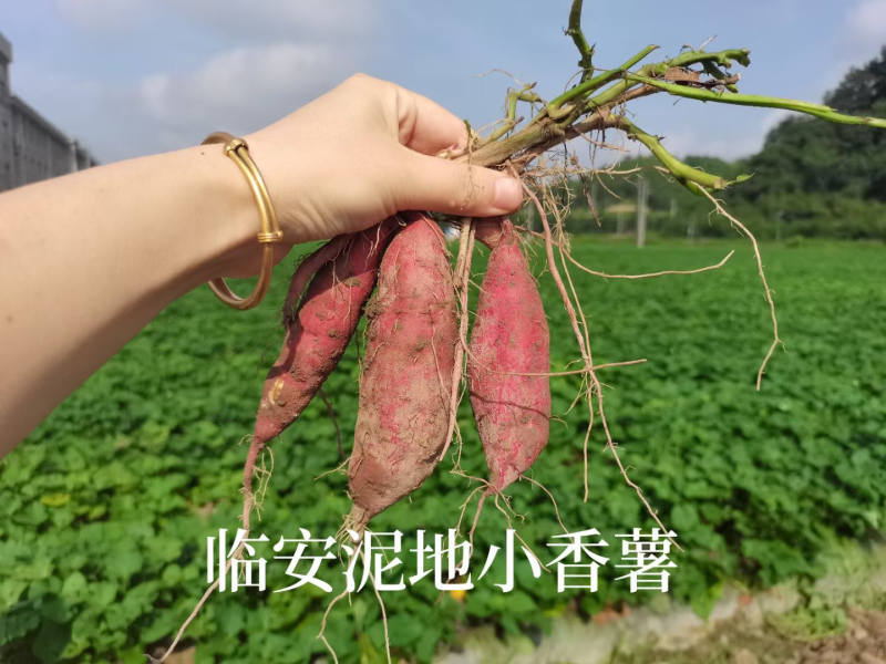 临安天目小香薯小中子手指薯迷你薯5斤装团购批发