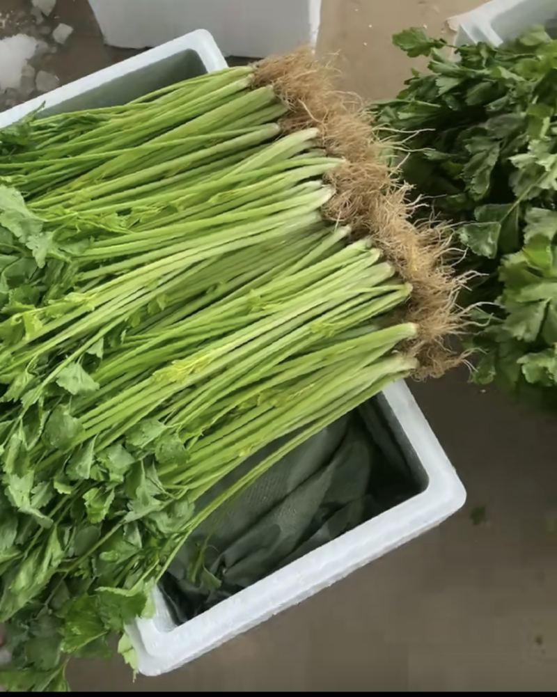 云南水琴小琴中琴大琴质量高