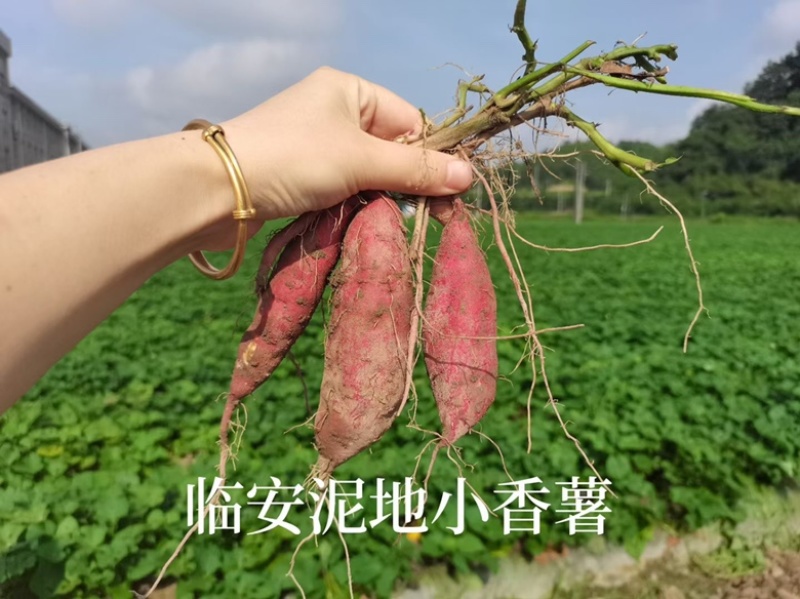 临安天目小香薯小中子手指薯迷你薯5斤装团购批发