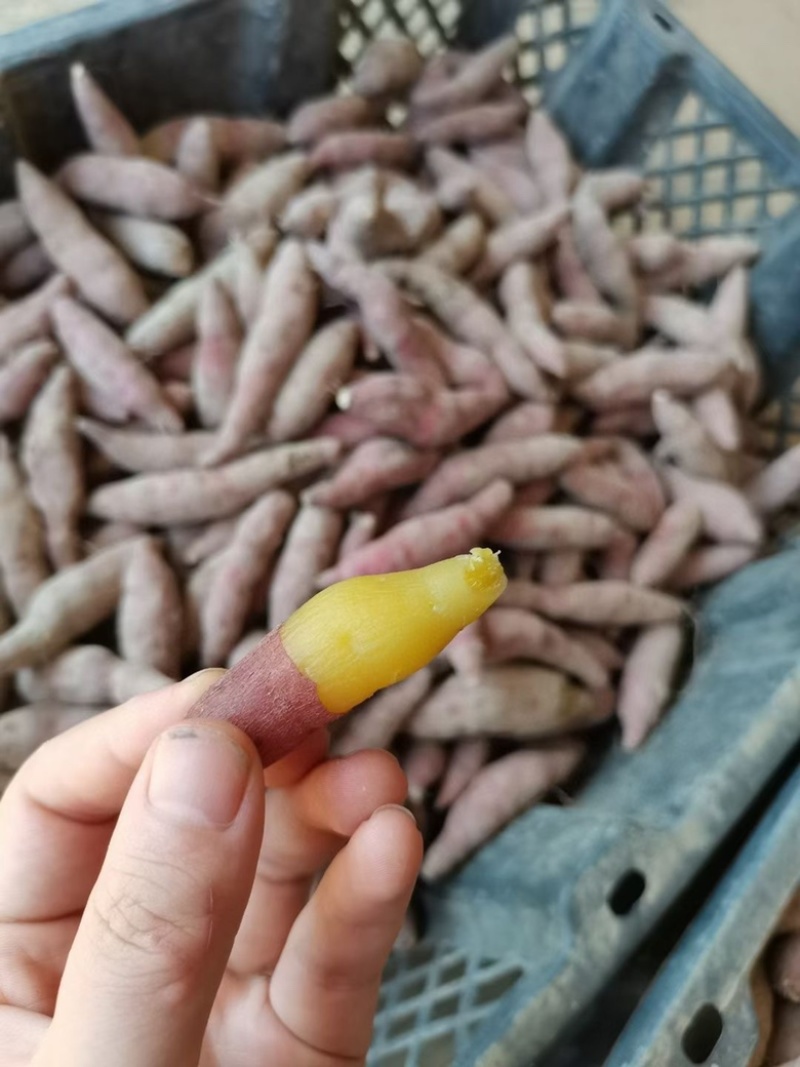 临安天目小香薯产地批发