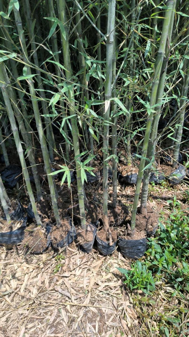 精品现货罗汉竹