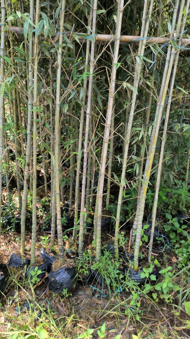 精品现货罗汉竹