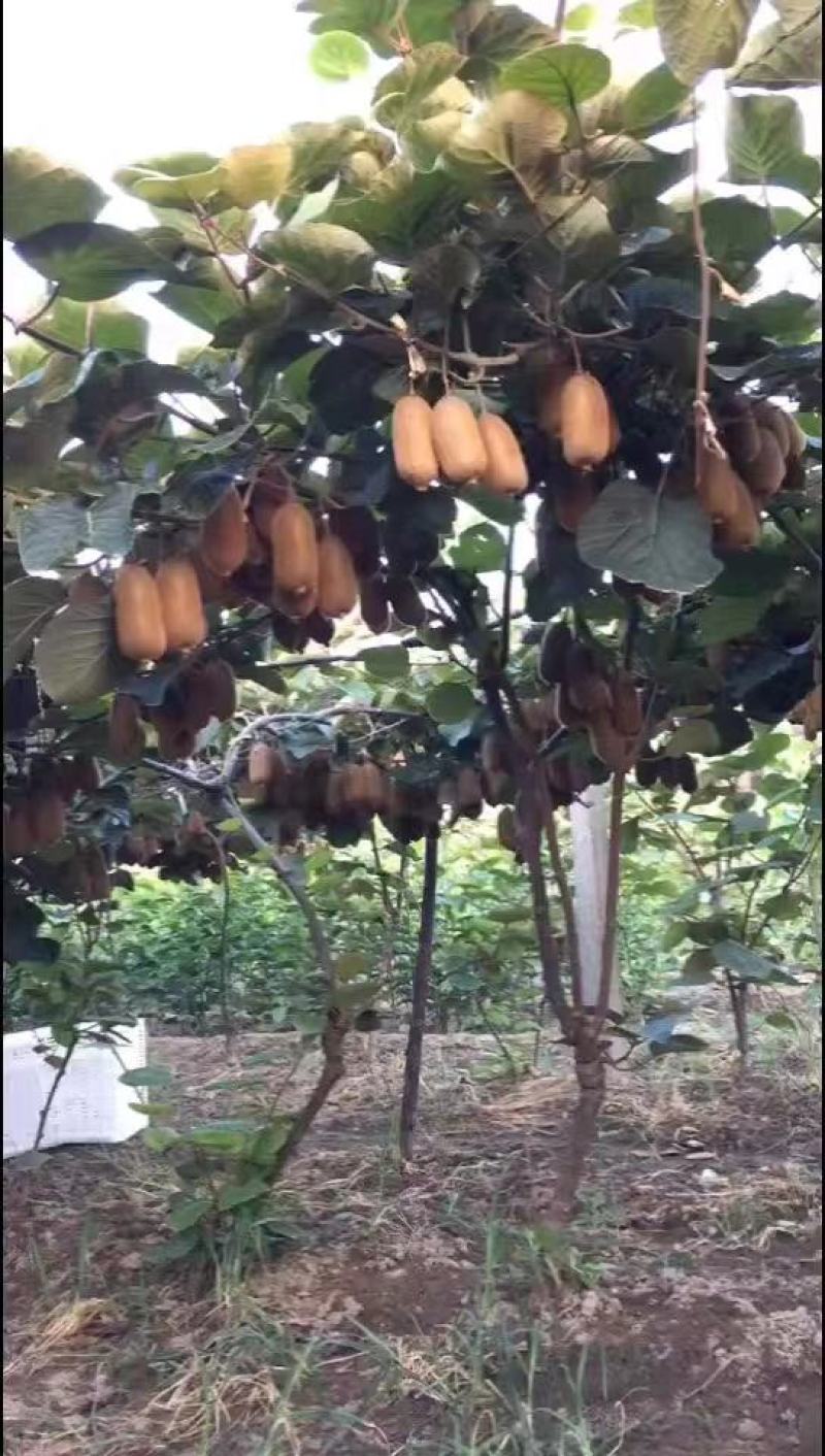 陕西猕猴桃翠香徐香海沃德亚特产地大量货源供应