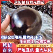 濮阳茄子精品紫光圆茄大量上市中产地直供量大从优