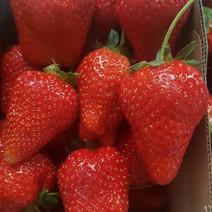 香野与隋珠草莓苗品种介绍，高产丰产根系发达保成活