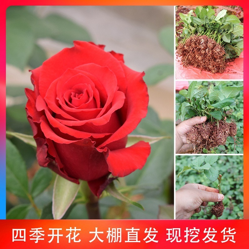 云南基地直发多新品种四季开花玫瑰月季苗盆栽绿化切花苗