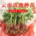 云南基地直发多新品种四季开花玫瑰月季苗盆栽绿化切花苗