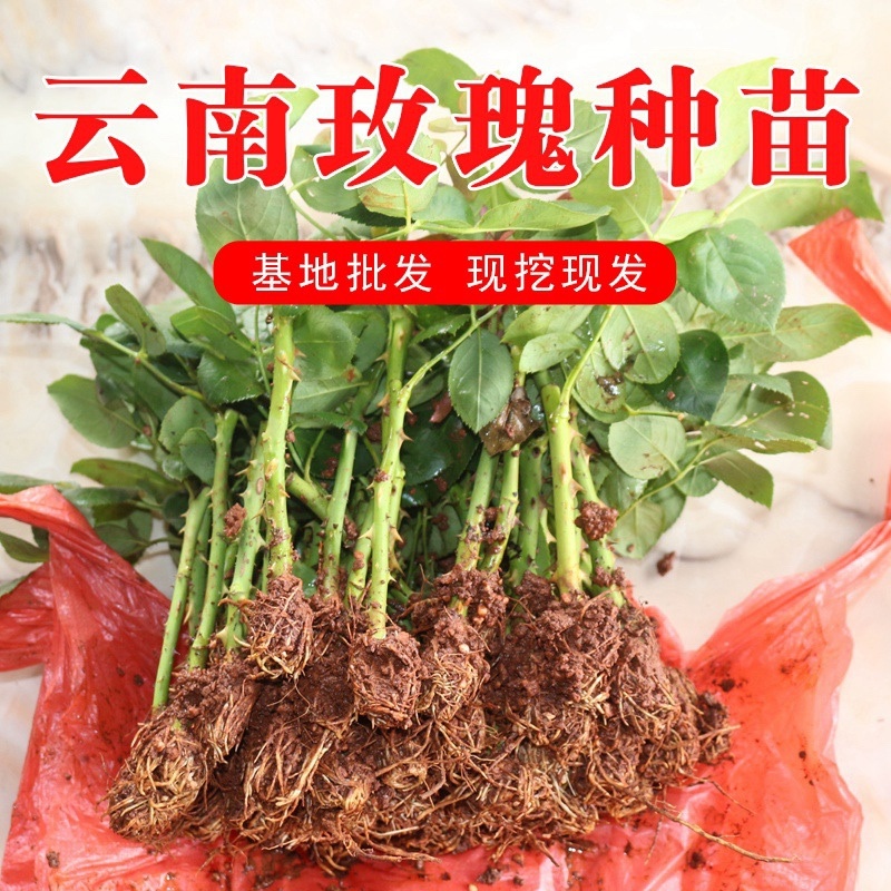 云南基地直发多新品种四季开花玫瑰月季苗盆栽绿化切花苗