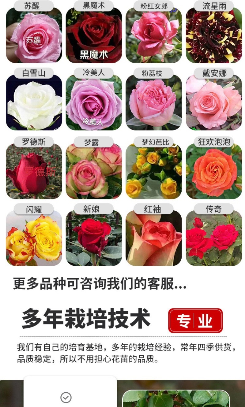 云南基地直发多新品种四季开花玫瑰月季苗盆栽绿化切花苗