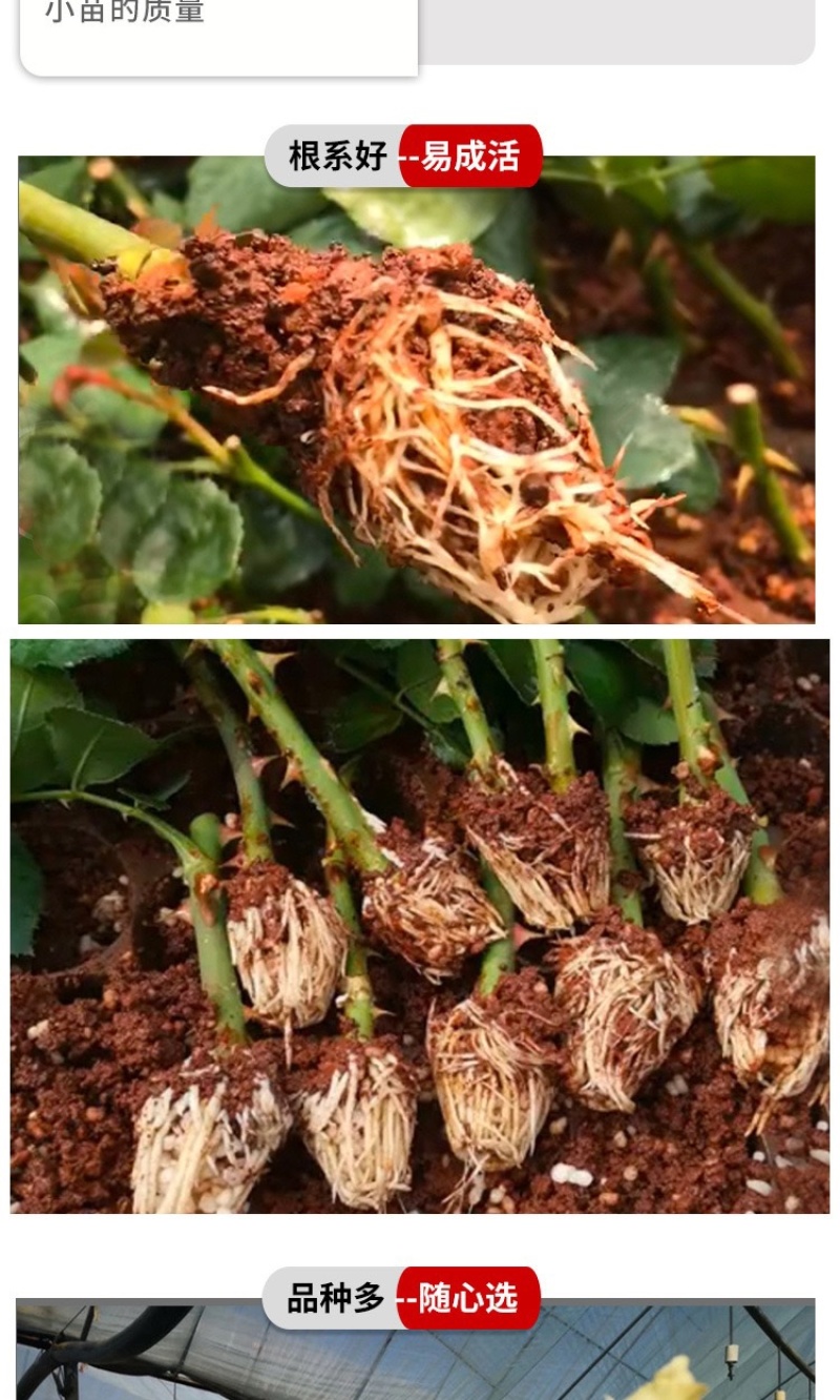 云南基地直发多新品种四季开花玫瑰月季苗盆栽绿化切花苗