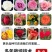 云南基地直发多新品种四季开花玫瑰月季苗盆栽绿化切花苗