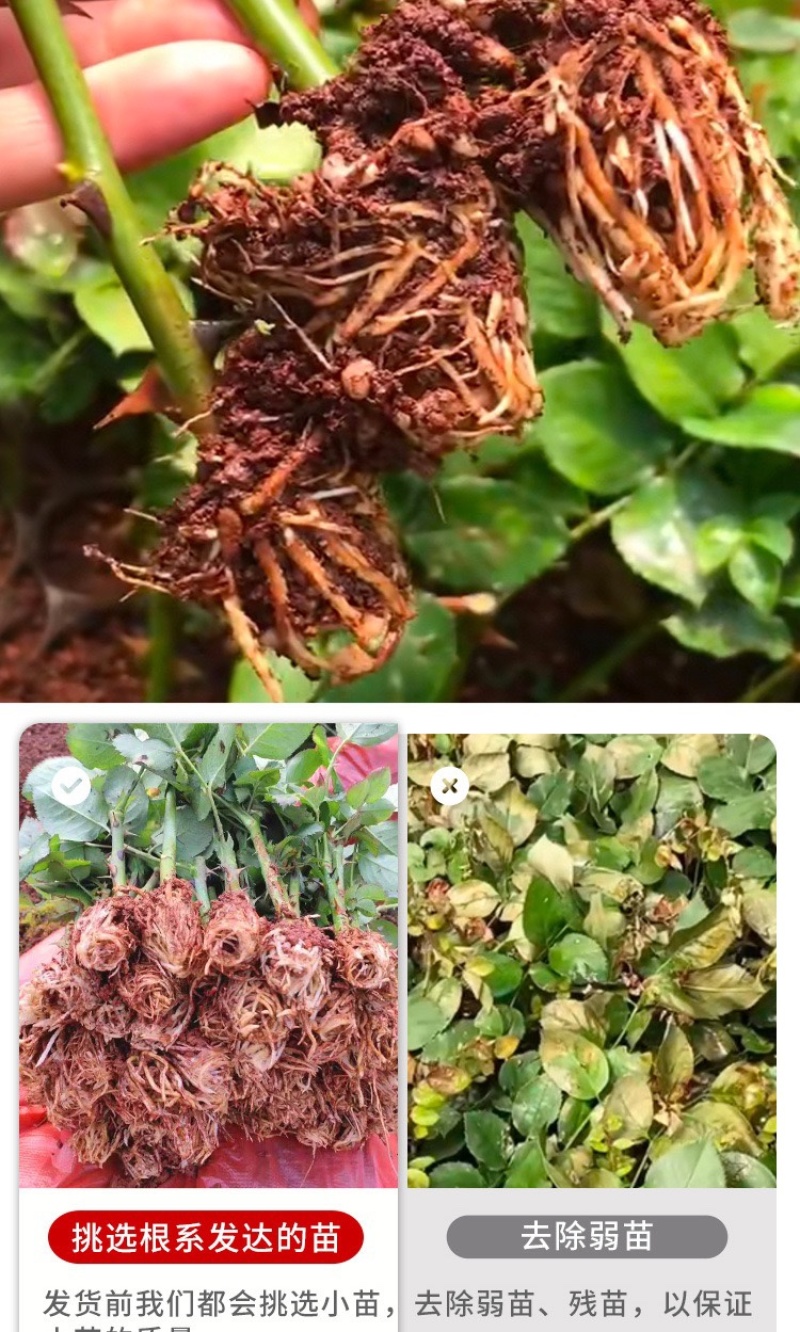 云南基地直发多新品种四季开花玫瑰月季苗盆栽绿化切花苗