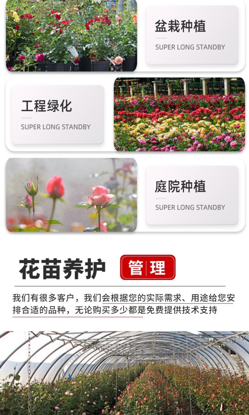 云南基地直发多新品种四季开花玫瑰月季苗盆栽绿化切花苗