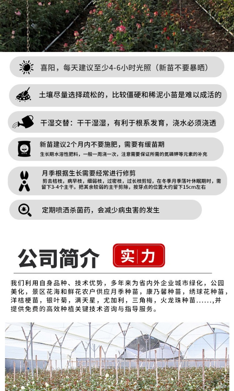 云南基地直发多新品种四季开花玫瑰月季苗盆栽绿化切花苗