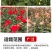 云南基地直发多新品种四季开花玫瑰月季苗盆栽绿化切花苗