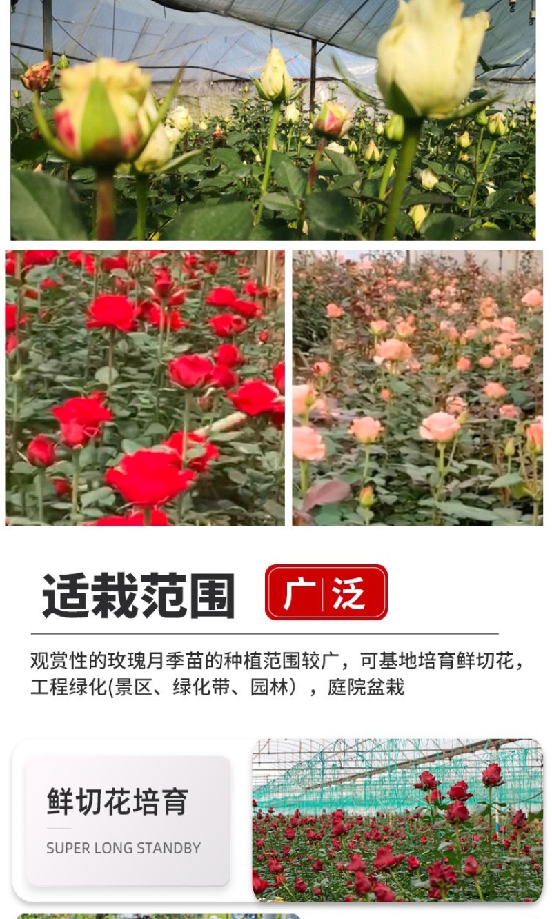 云南基地直发多新品种四季开花玫瑰月季苗盆栽绿化切花苗