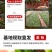 云南基地直发多新品种四季开花玫瑰月季苗盆栽绿化切花苗