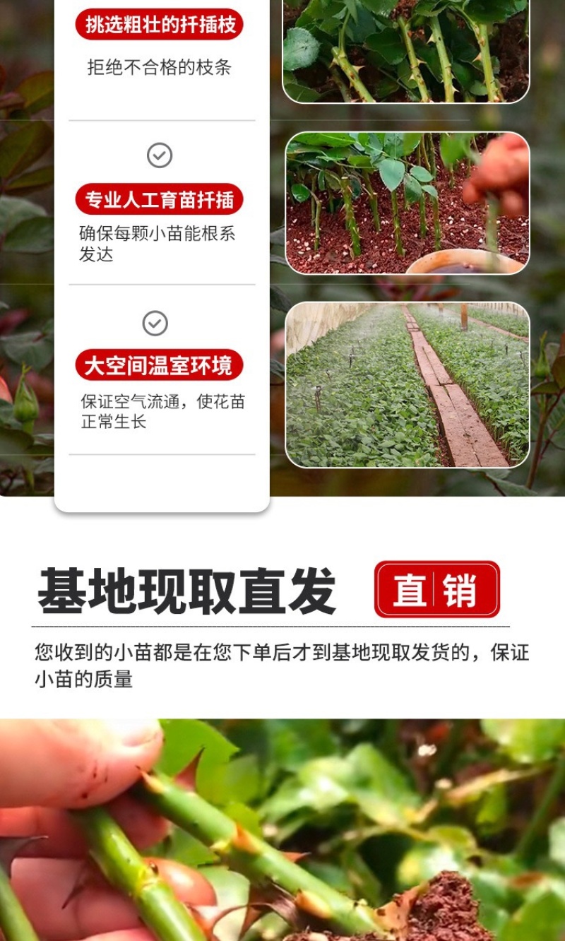 云南基地直发多新品种四季开花玫瑰月季苗盆栽绿化切花苗