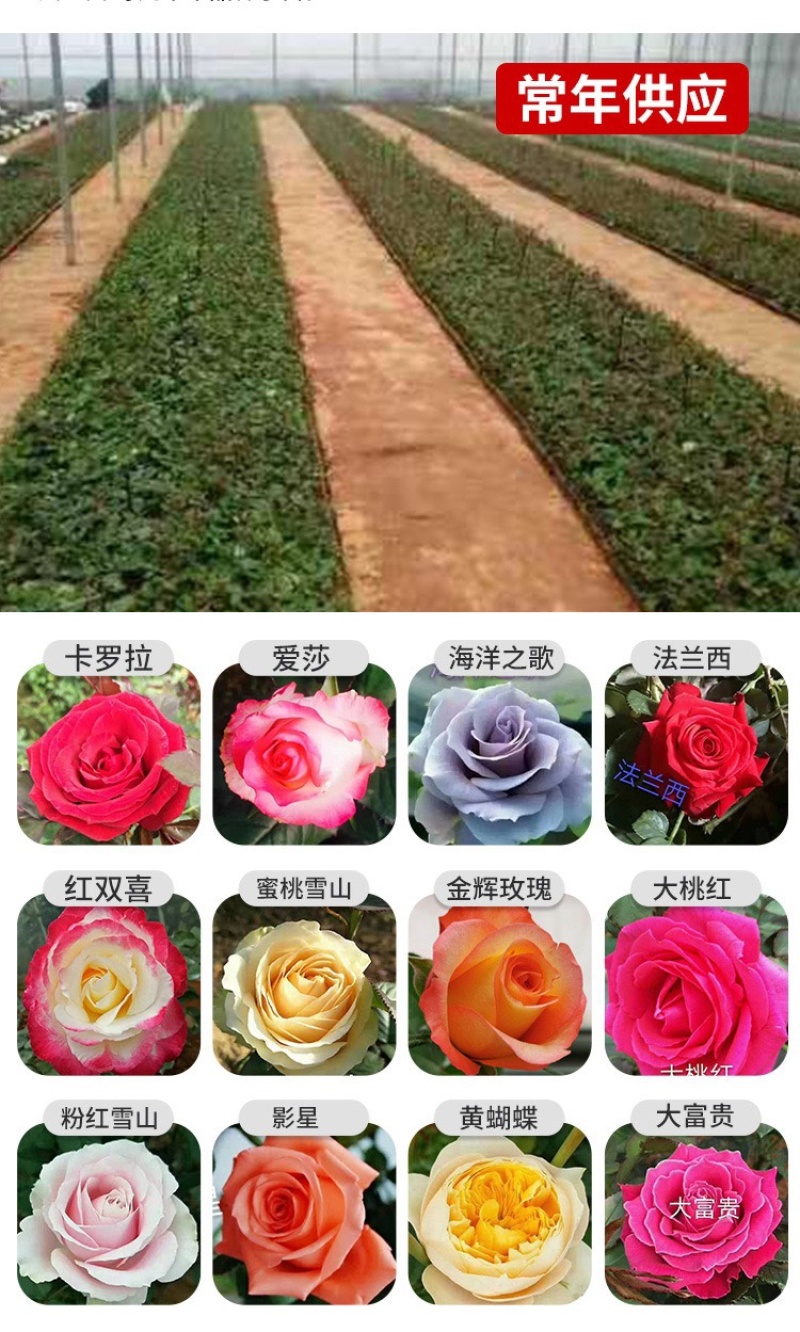 云南基地直发多新品种四季开花玫瑰月季苗盆栽绿化切花苗