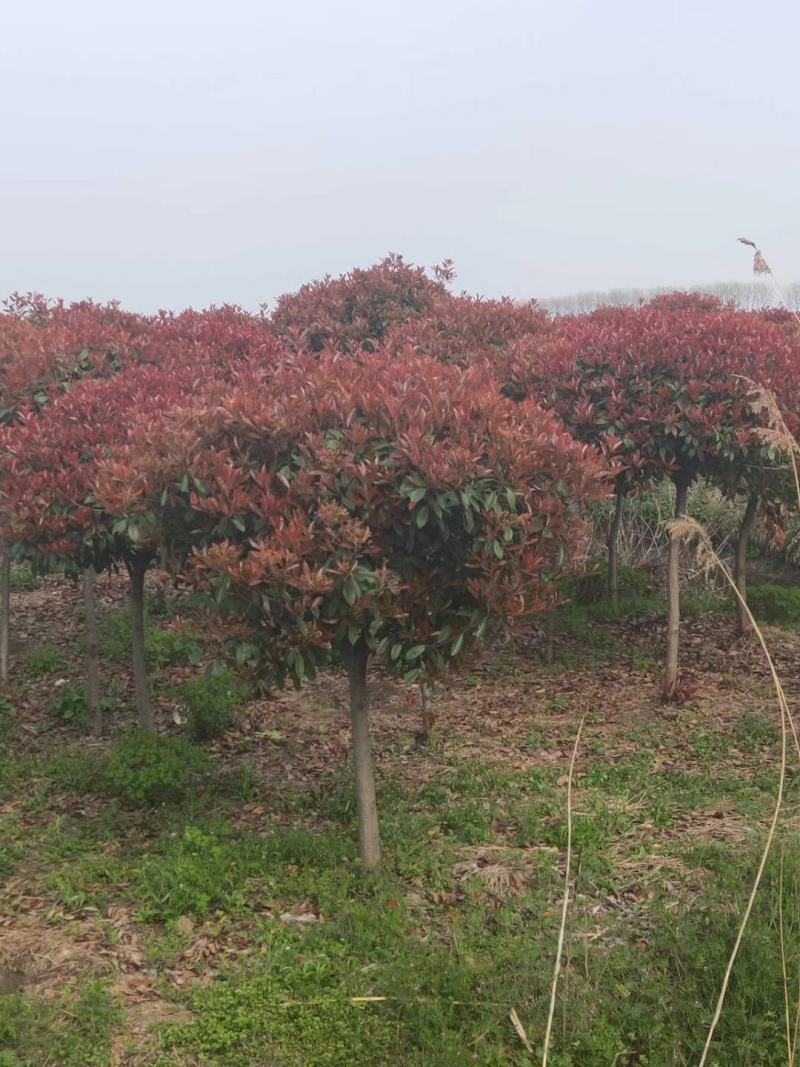 石楠独杆球，大小规格齐全，欢迎新老客户订购