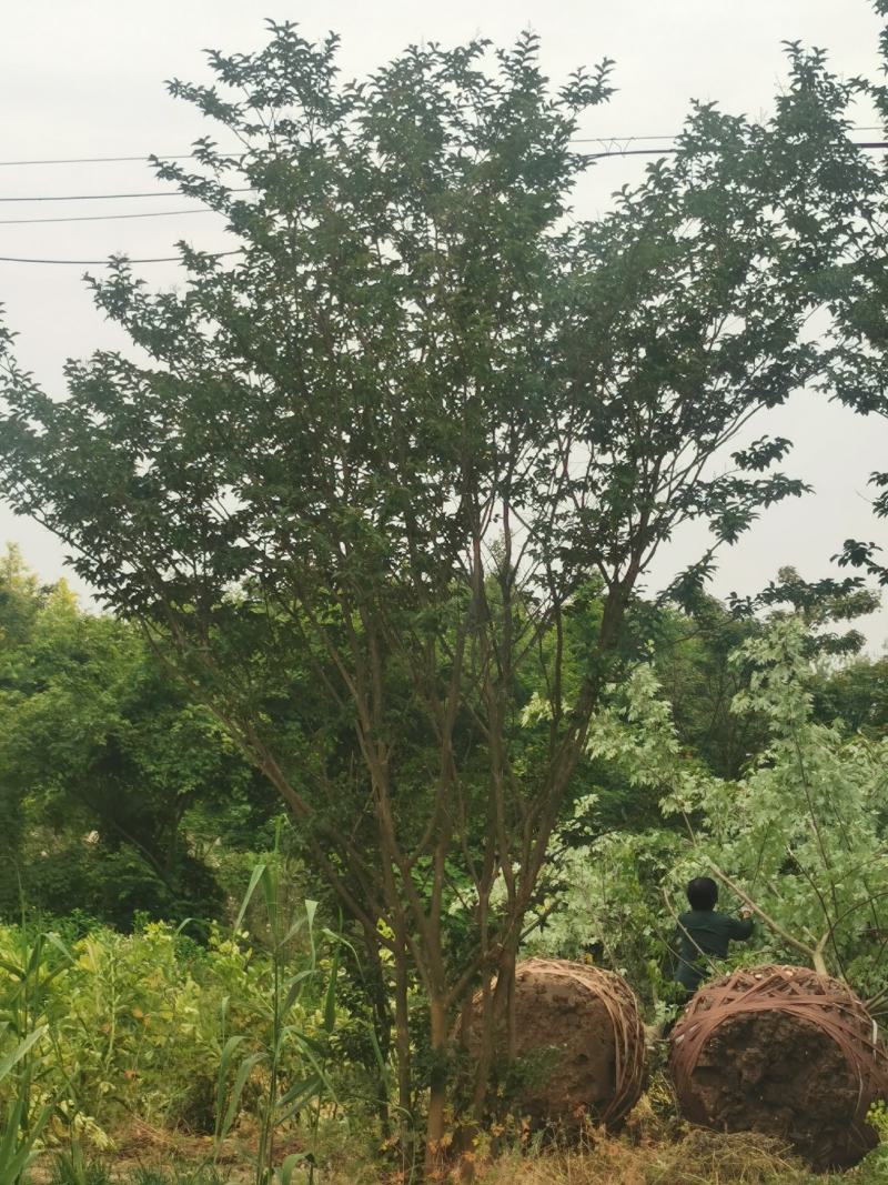 丛生紫薇，各种大小规格齐全，欢迎新老客户订购，